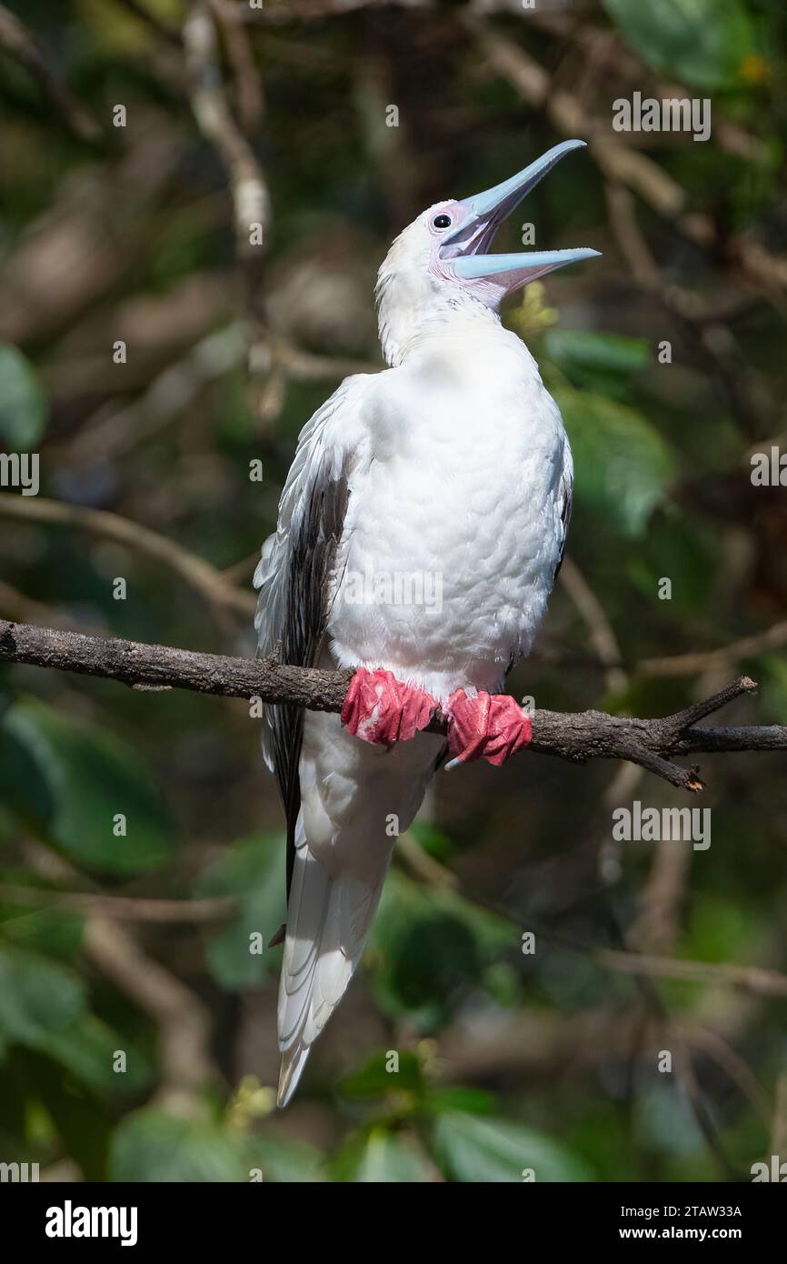 Red-footed Booby (Sula sula rubripes) perched on a branch with open beak, Christmas Island, Australia Stock Photo