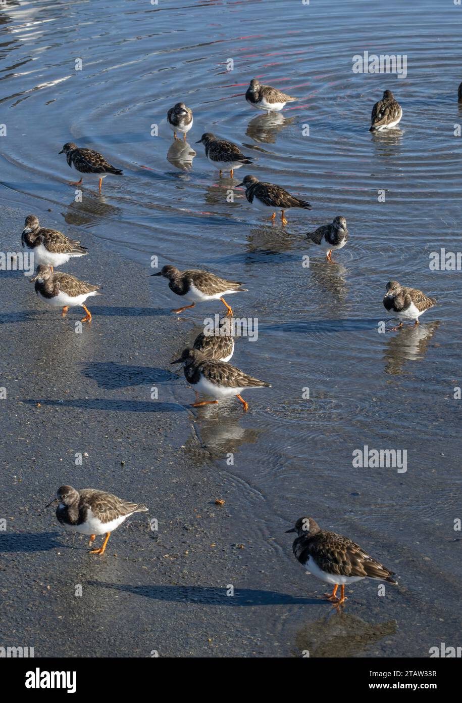 Group of Turnstone, Arenaria interpres, feeding on road flooded by tide, Keyhaven; Hampshire. Stock Photo