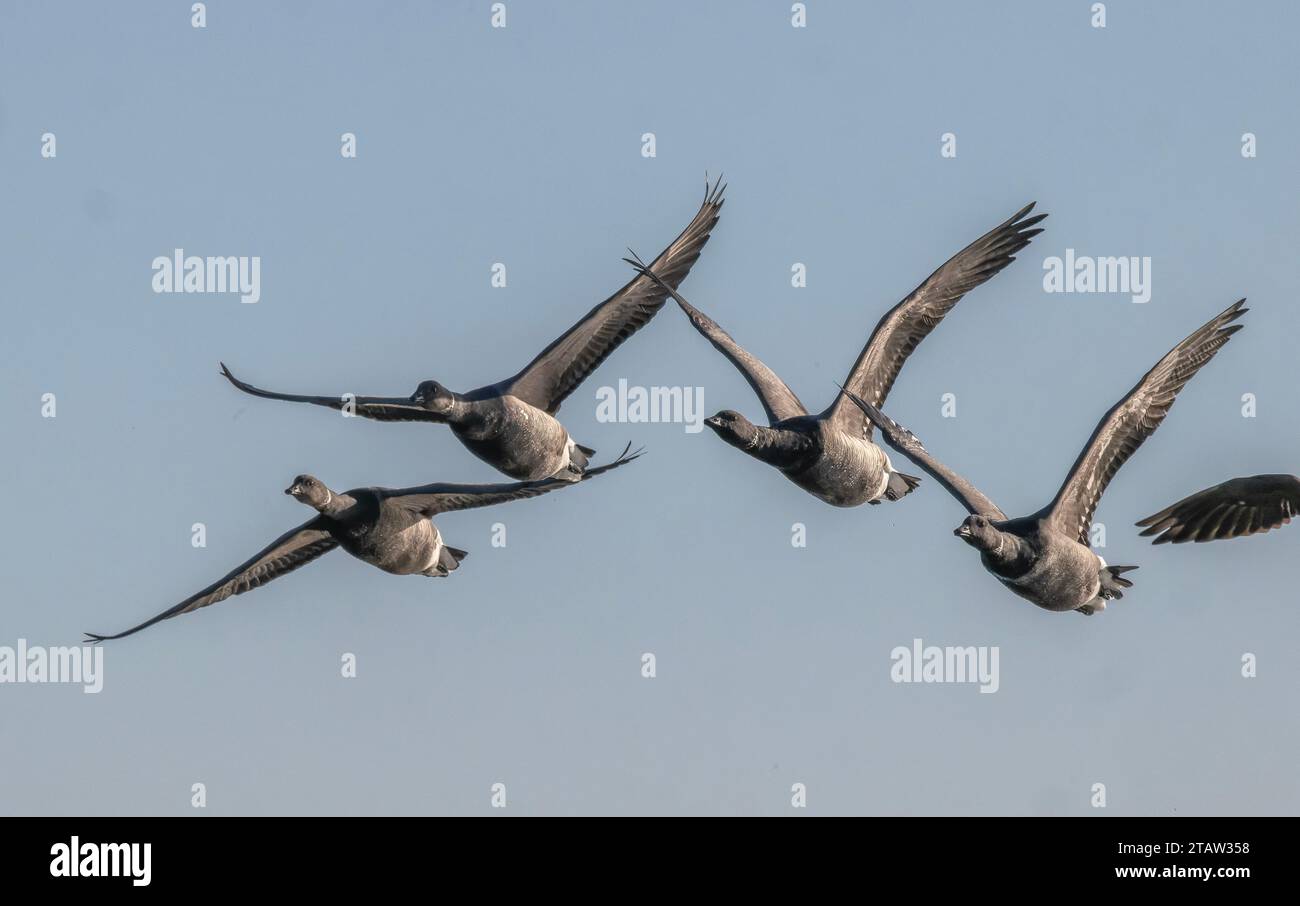 Flock of Brent geese, Branta bernicla in flight in winter, over saltmarsh. Hampshire. Stock Photo