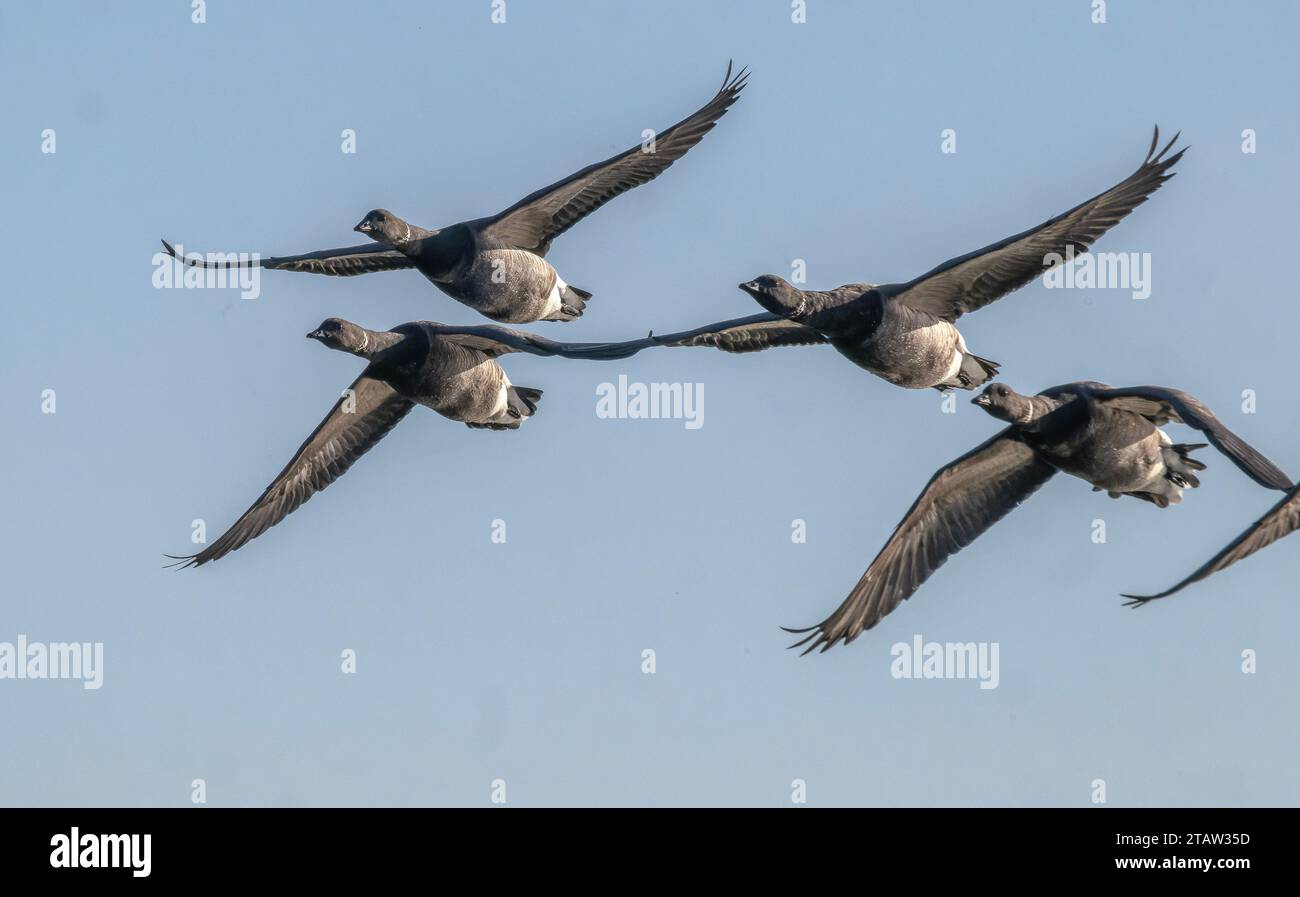 Flock of Brent geese, Branta bernicla in flight in winter, over saltmarsh. Hampshire. Stock Photo