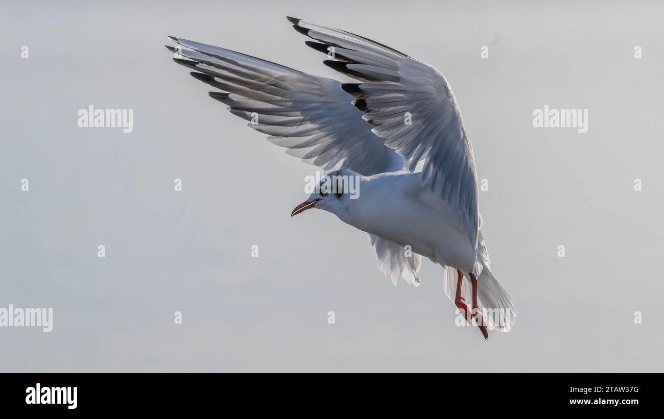 Black-headed gull, Chroicocephalus ridibundus, in flight, hovering for food. Winter. Stock Photo