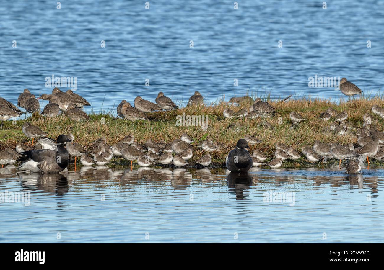 Common redshank, Tringa totanus, and Brent geese, at high tide roost, the Solent, Hampshire. Stock Photo