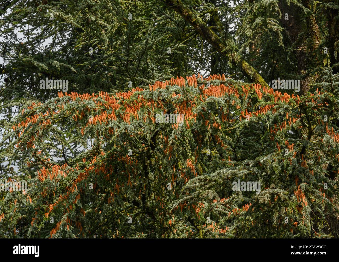 Male flowers of Atlas Cedar, Cedrus atlantica glauca in flower in autumn. Stock Photo