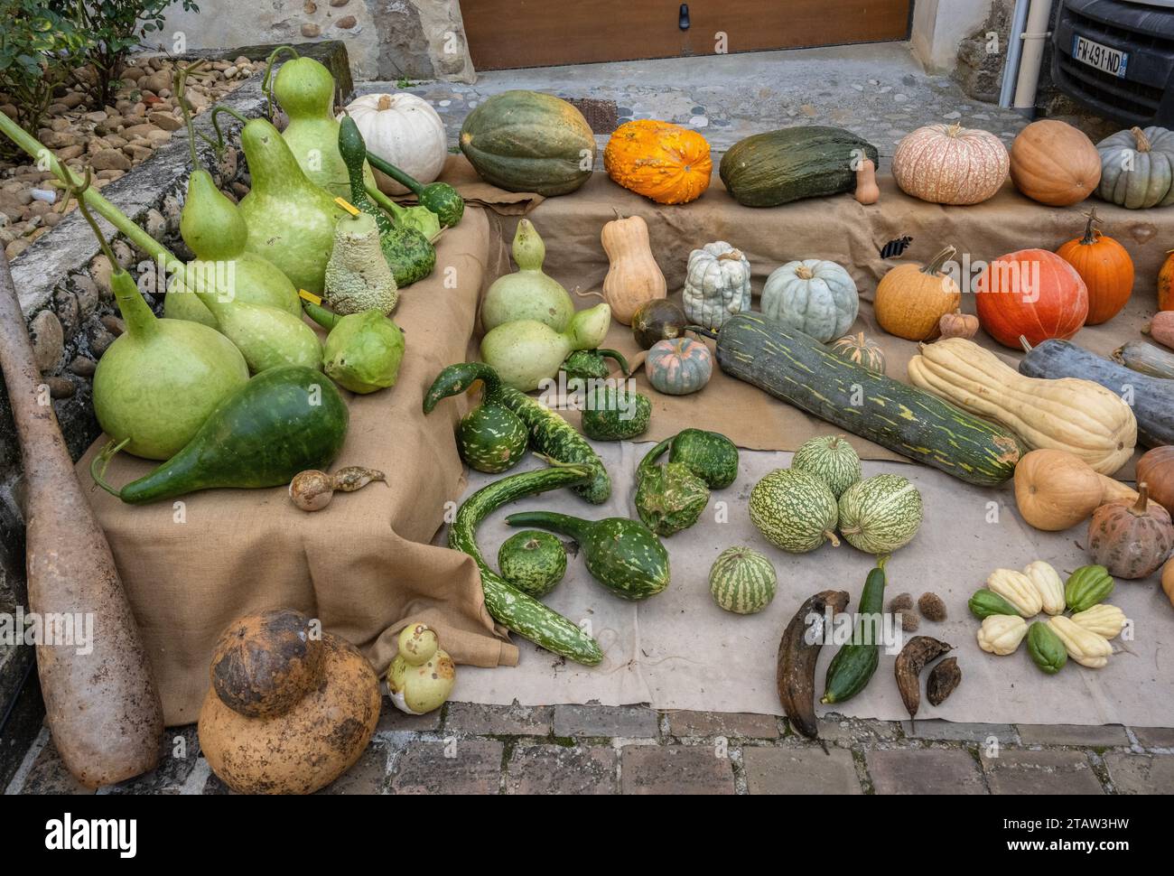 Mixed pumpkins on display at the Autumn festival market, Saint Antoine l'Abbaye, Isère, France, Stock Photo