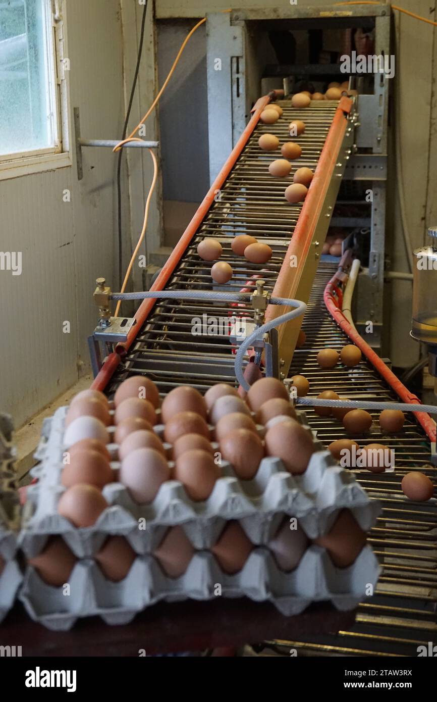 belt conveyor bringing fresh eggs from chicken farm in france Stock
