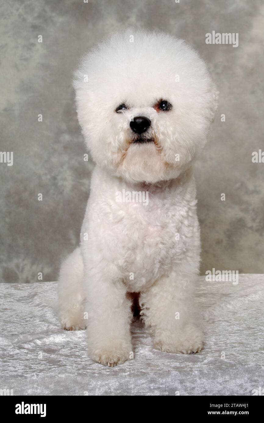 Poodle dog is sitting and resting Stock Photo - Alamy
