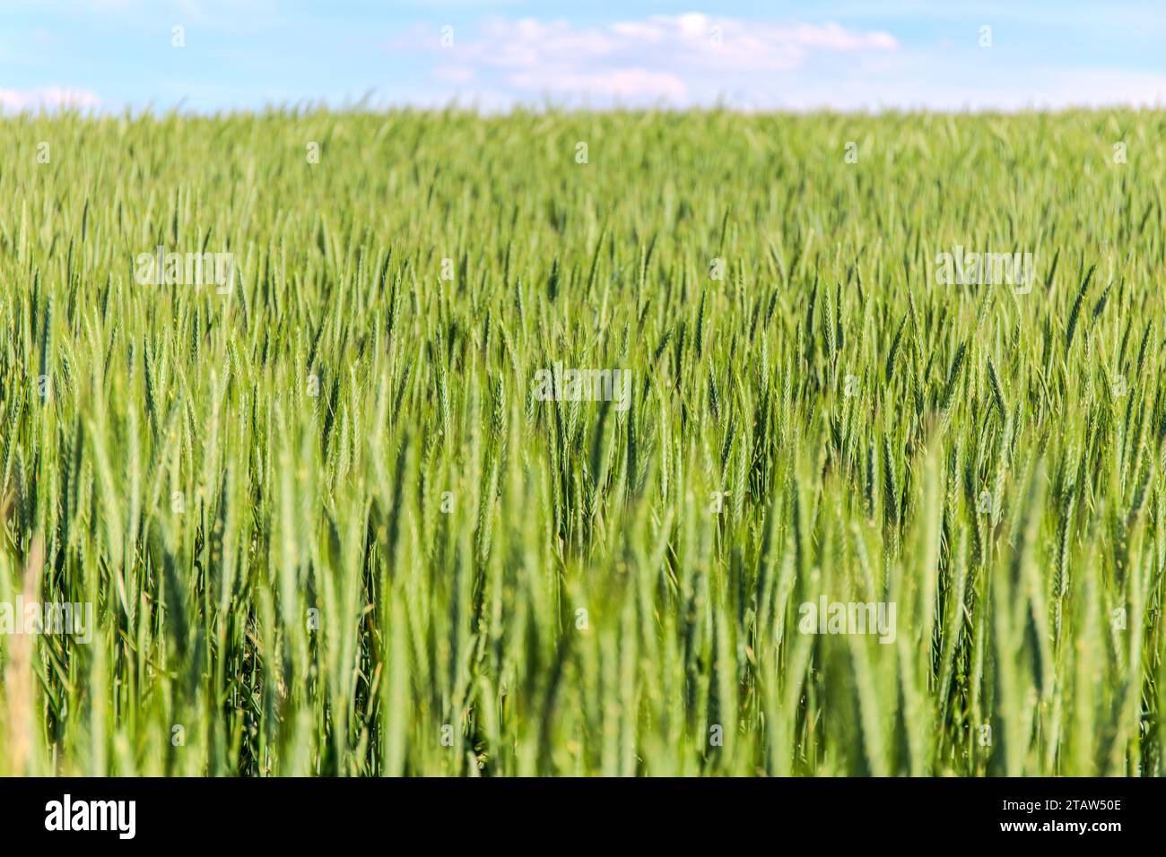 Spring Wheat Field Agriculture green field early wheat hi-res stock photography and images ...