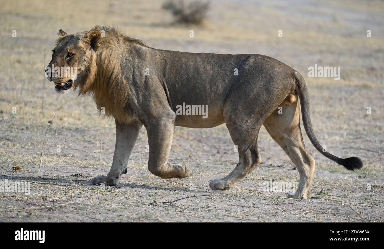 close-up of a male lion walking in the evening sun Stock Photo