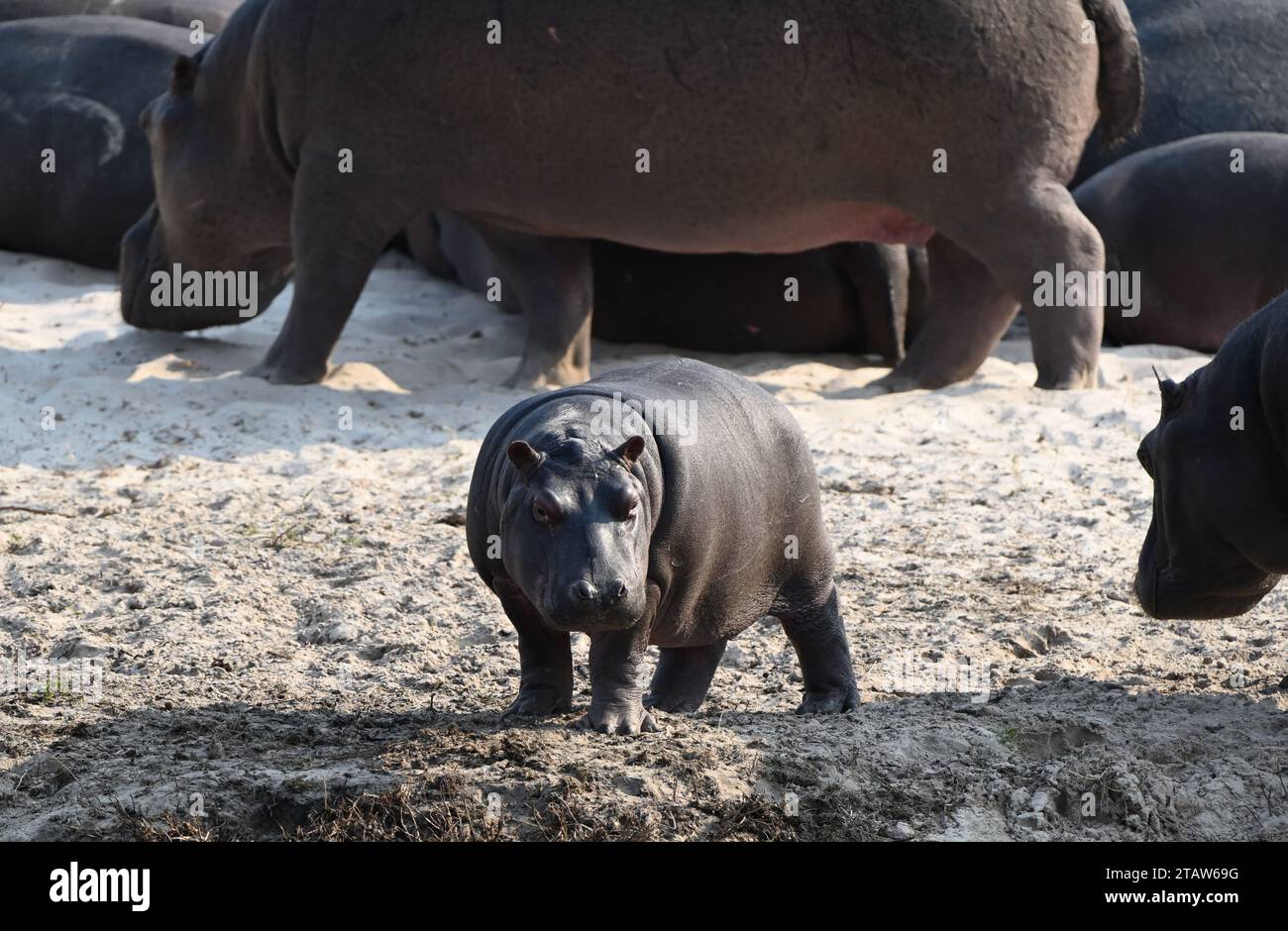 Hippotamus in africa hi-res stock photography and images - Alamy