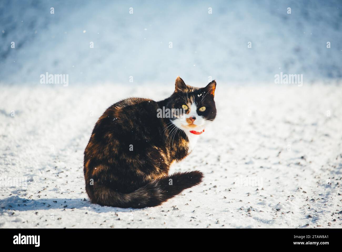 Tortoiseshell and white cat hi-res stock photography and images - Alamy
