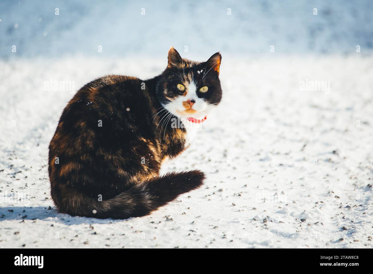Happy tortoiseshell white and black cat hi-res stock photography and ...