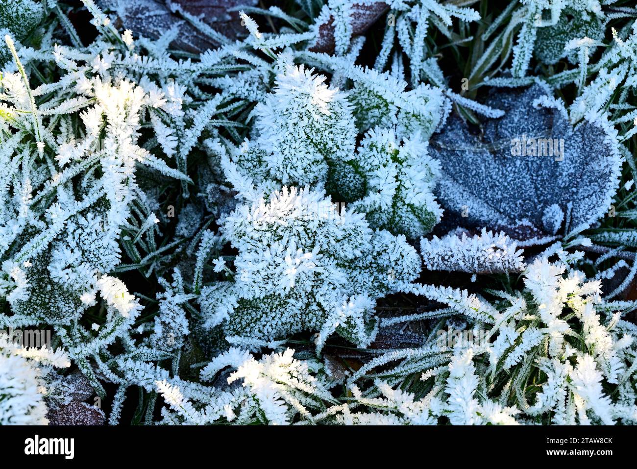 Around the UK - A sharp frost - Nature's abstract Stock Photo