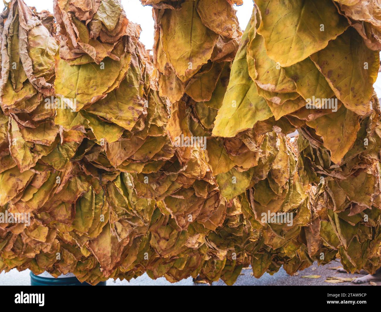 Snoking hi-res stock photography and images