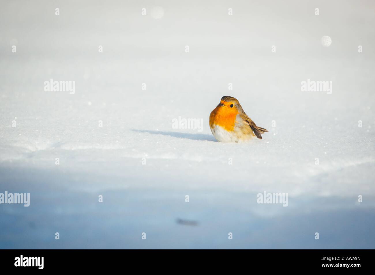 Ruddock hi-res stock photography and images - Alamy