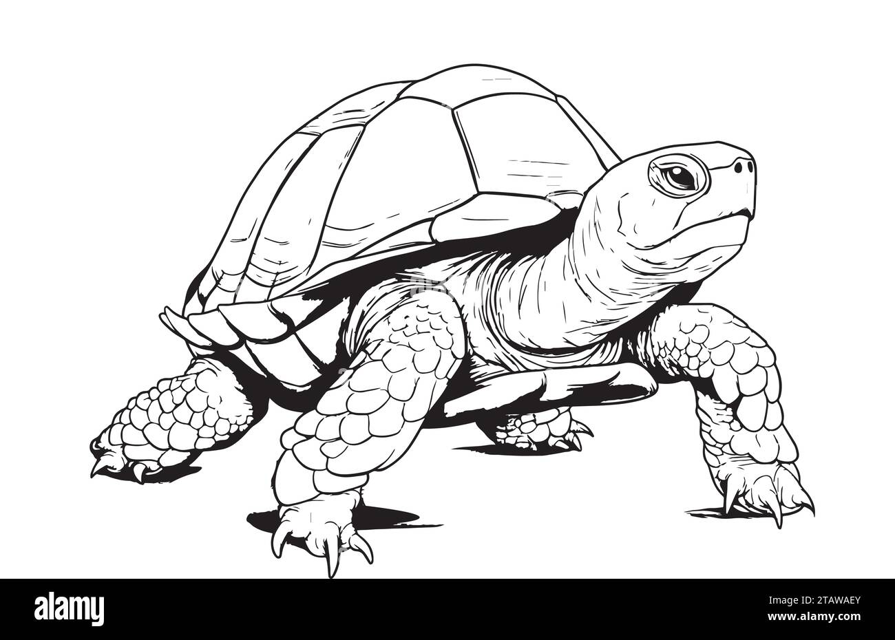 Desert Tortoise hand drawing vector illustration isolated on white background Reptile Stock Vector