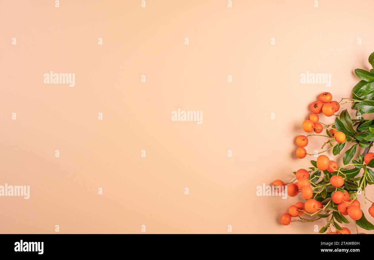 Autumn composition. Bush branch with orange berries and green leaves on a beige background with copy space. View from above. Flat layout. Bottom right Stock Photo