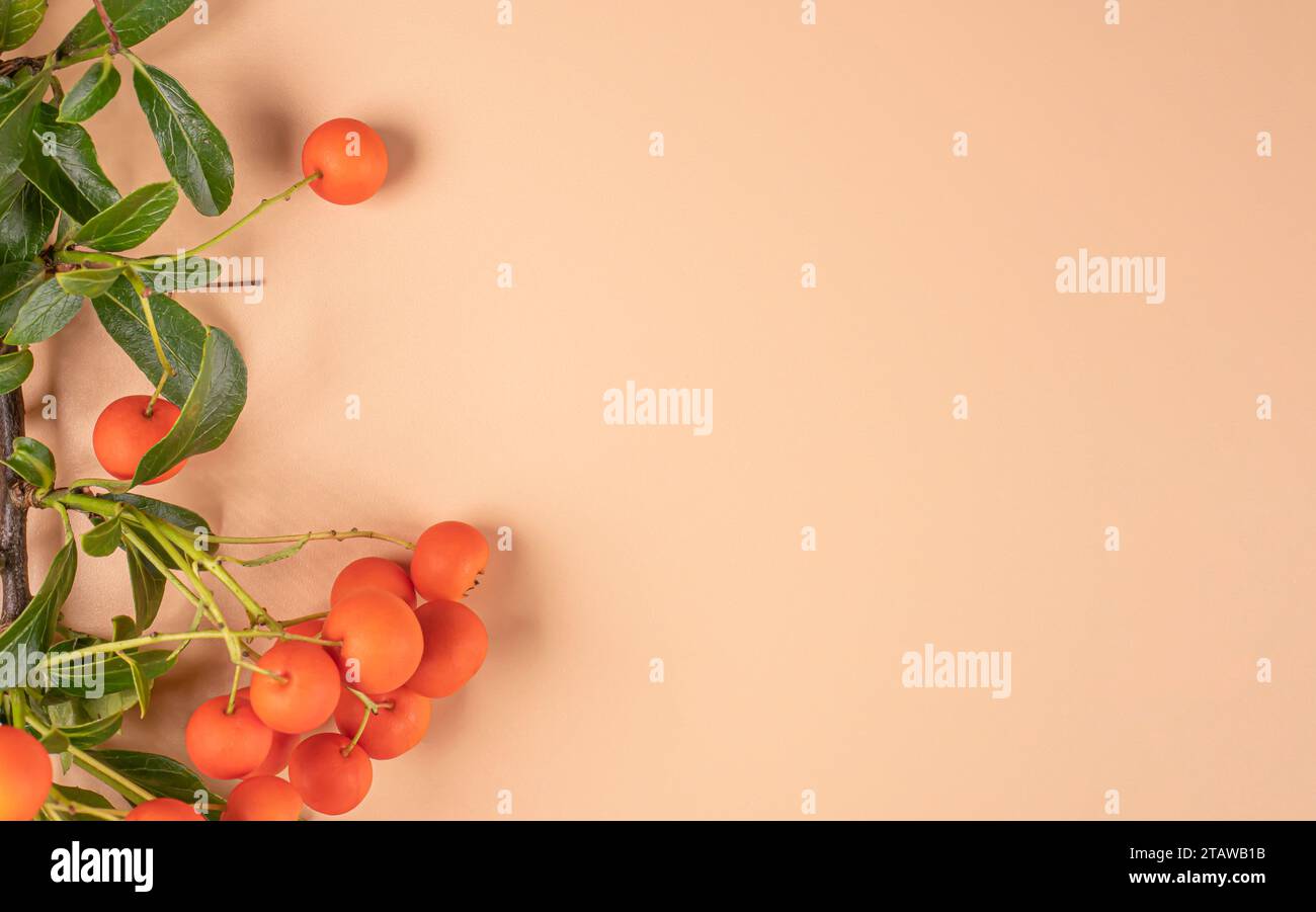 Autumn composition. Bush branch with orange berries and green leaves on a beige background with copy space. View from above. Flat layout. Left. Stock Photo