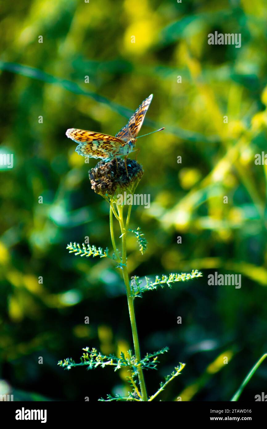 Butterfly multicolored in a beautiful scene of nature, flying insect Stock Photo