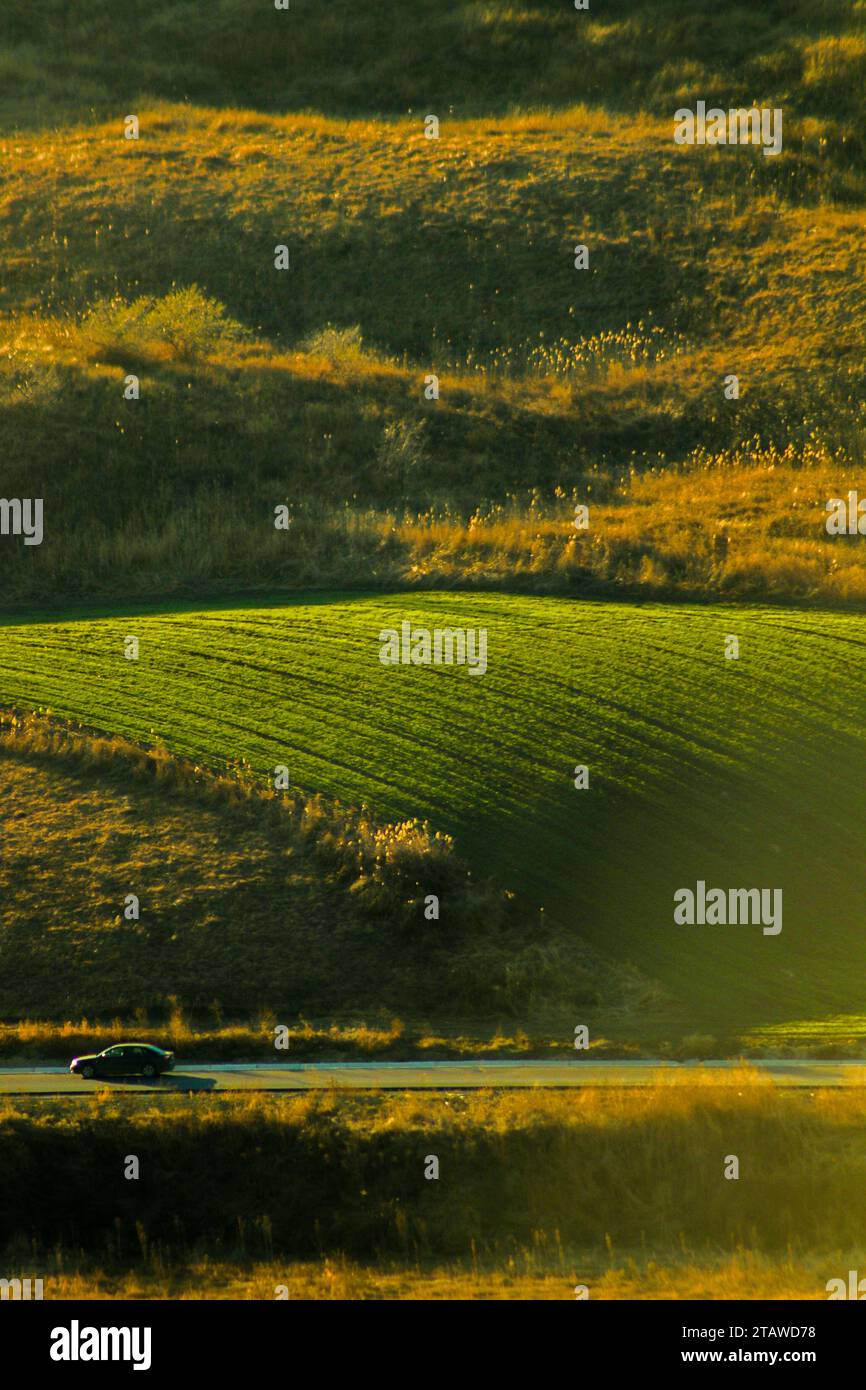 Colorful land, waves of grass and trees, warm light shinning over the ...