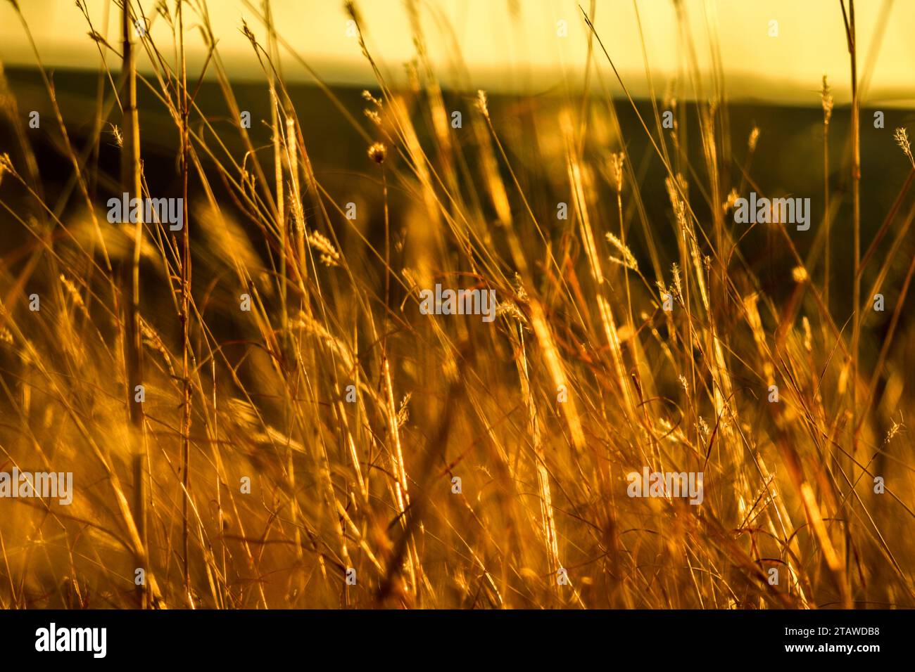Beautiful summer sunset, golden hay, countryside field, warm light full of joy and silence Stock Photo