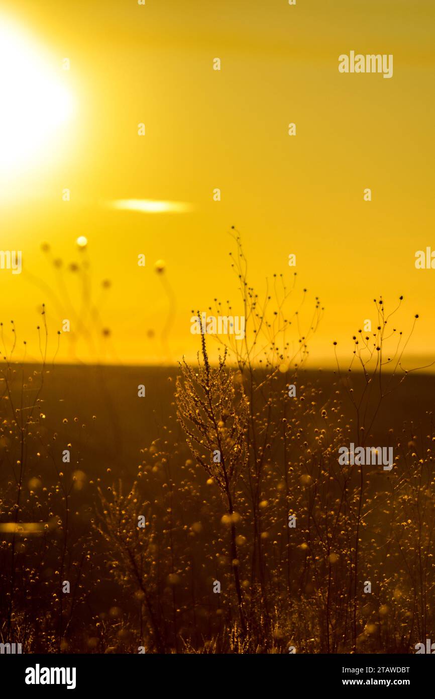 Beautiful summer sunset, golden hay, countryside field, warm light full of joy and silence Stock Photo