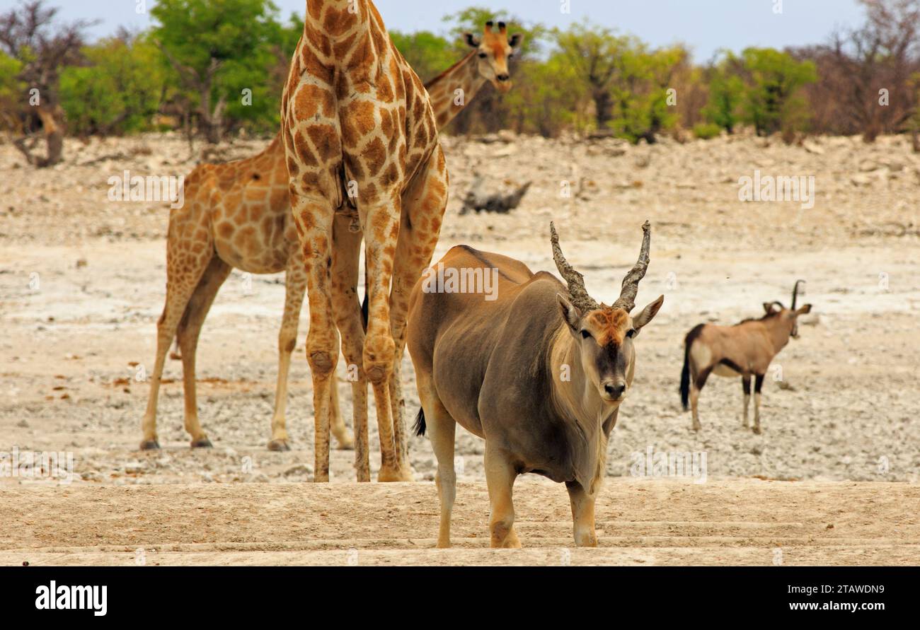 A large Eland stands looking into camera with Giraffe in the background Stock Photo