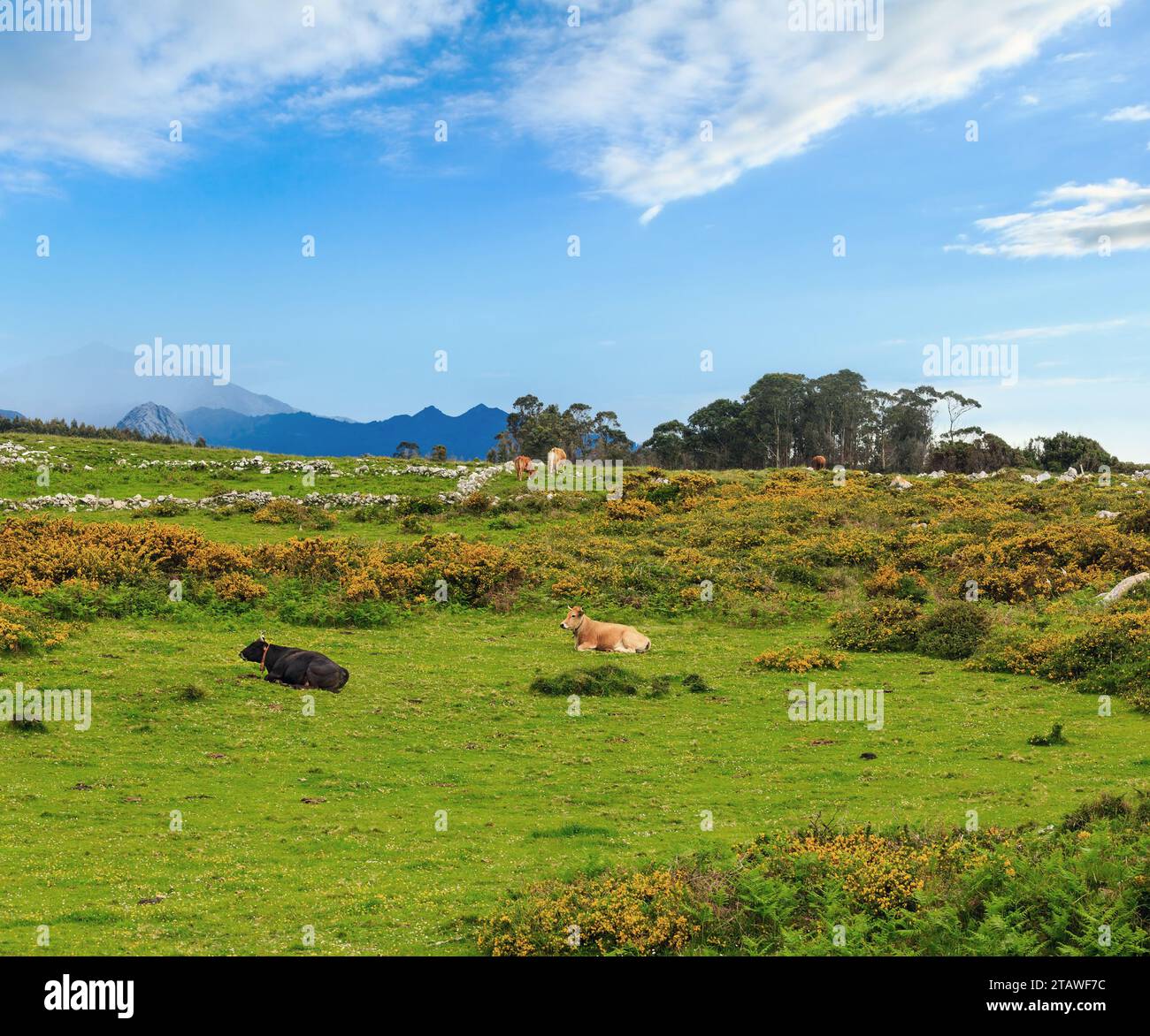 Cow herd on summer blossoming hill with stones and yellow bushes. (Asturias coast, Cudillero, Spain). Stock Photo