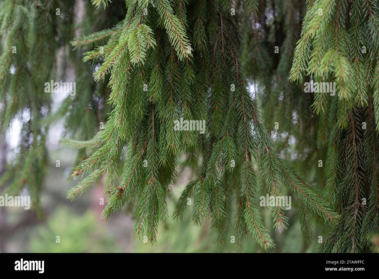 Branch of European spruce or Picea abies. Cultivar Virgata or Snake branch spruce. Natural green background of coniferous branches. Stock Photo