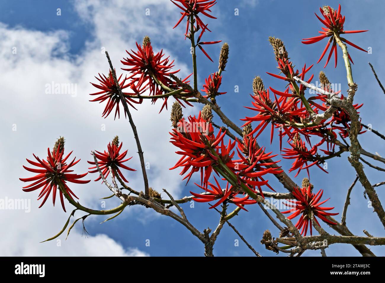 Red flowers on tree (Erythrina speciosa) in Teresopolis, Rio de Janeiro, Brazil Stock Photo
