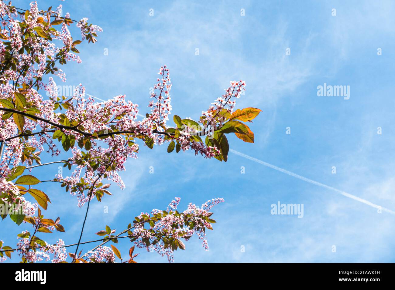 European Bird Cherry, Prunus padus 'Colorata', flowering in Pruhonice, Czech Republic on May 1st, 2023. (CTK Photo/Libor Sojka) Stock Photo