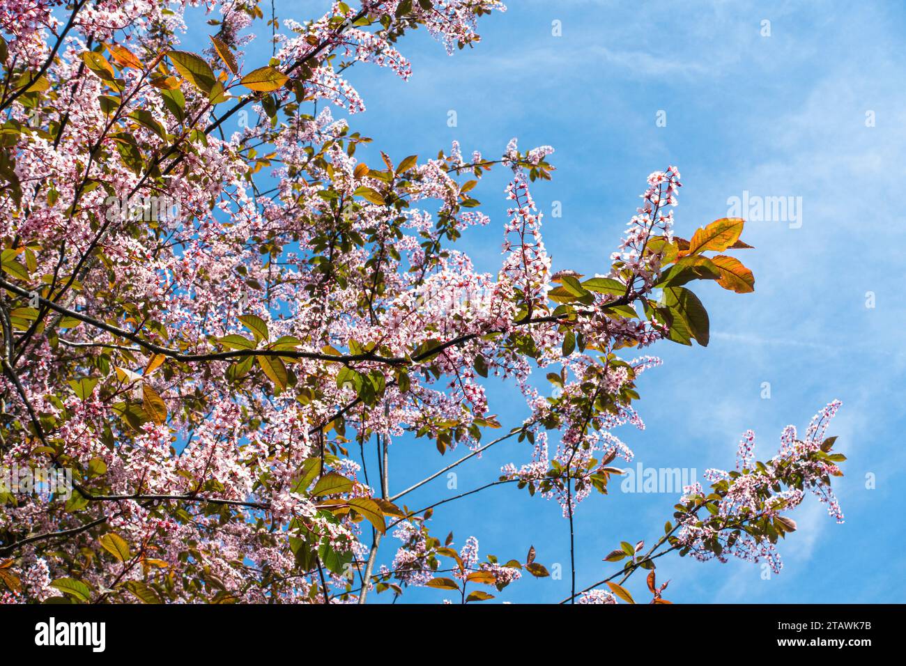 European Bird Cherry, Prunus padus 'Colorata', flowering in Pruhonice, Czech Republic on May 1st, 2023. (CTK Photo/Libor Sojka) Stock Photo