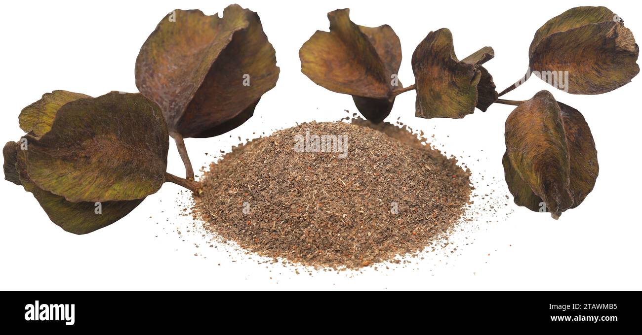 Ayurvedic arjun fruit with ground powder Stock Photo