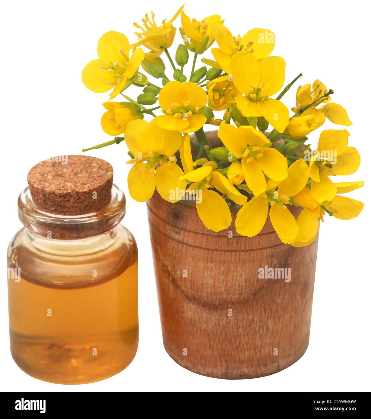 Indian wild plant species Cut Out Stock Images & Pictures Alamy