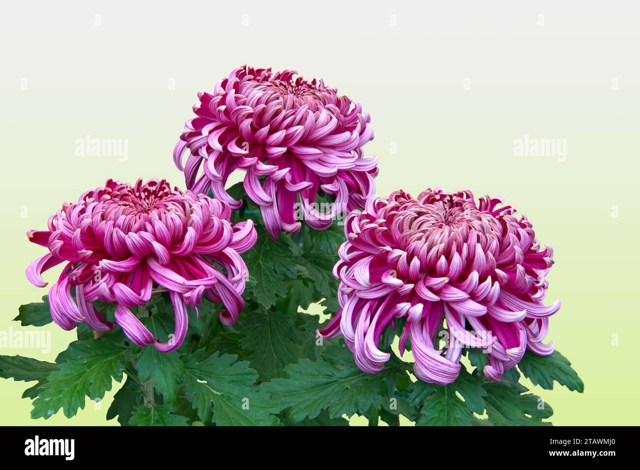 Three chrysanths in purple color with green leaves isolated in png transparency, flora, floral Stock Photo