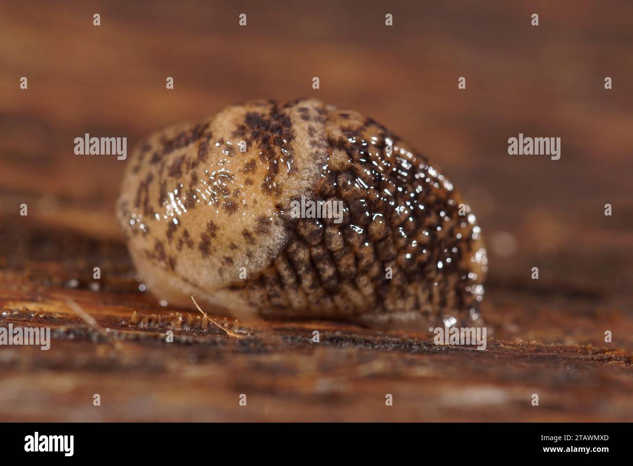 Detailed closeup on a young grey field or garden slug, Deroceras reticulatum on wooden surface Stock Photo