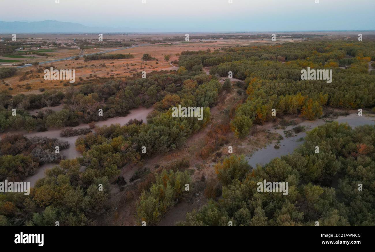 A landscape featuring a lush green forest and trees in nature