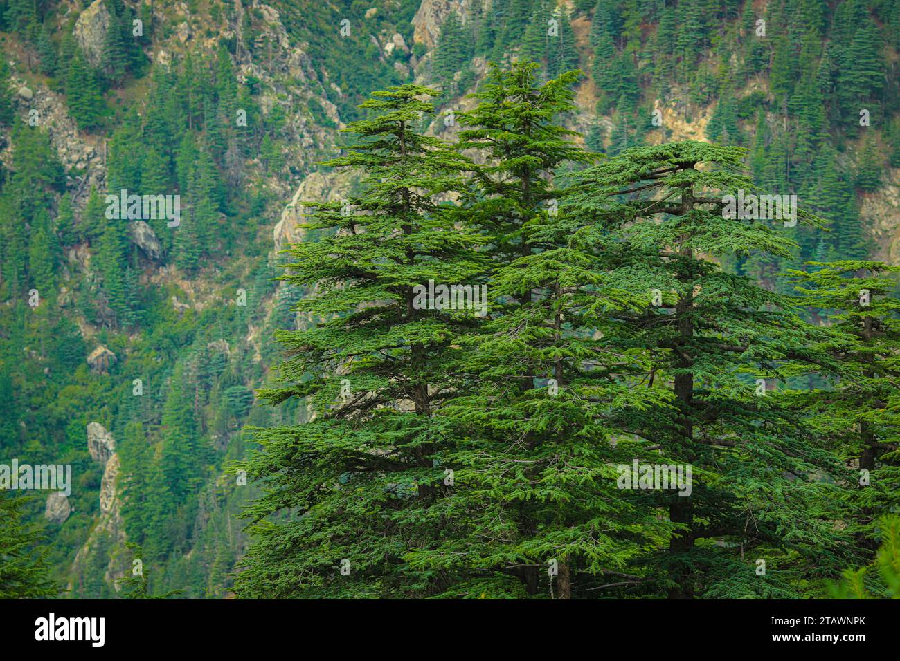 A landscape featuring a lush green forest and trees in nature