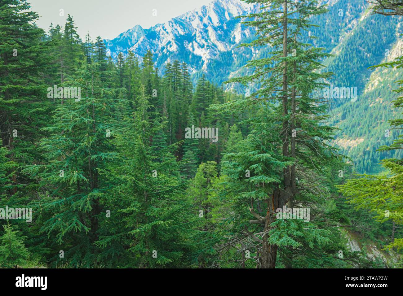 A landscape featuring a lush green forest and trees in nature