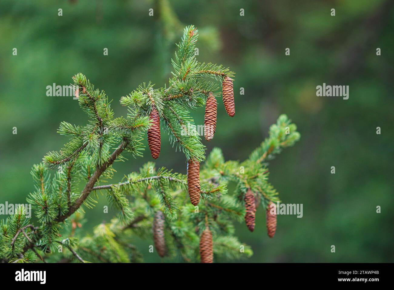 Tree Branch Symbolism Tree Branch Symbolism