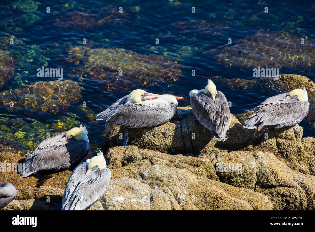 California Brown Pelicans,Pelecanus Occidentalis, roosting on rocks above the clear water of Breakwater Cove, Monterey, California. Stock Photo