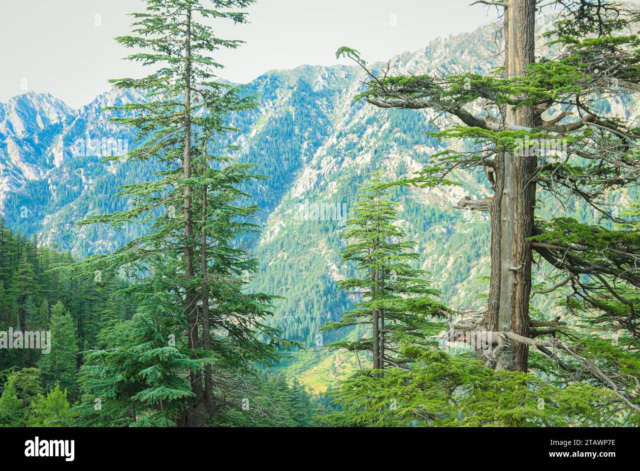 A landscape featuring a lush green forest and trees in nature | Nuristan Afghanistan Stock Photo
