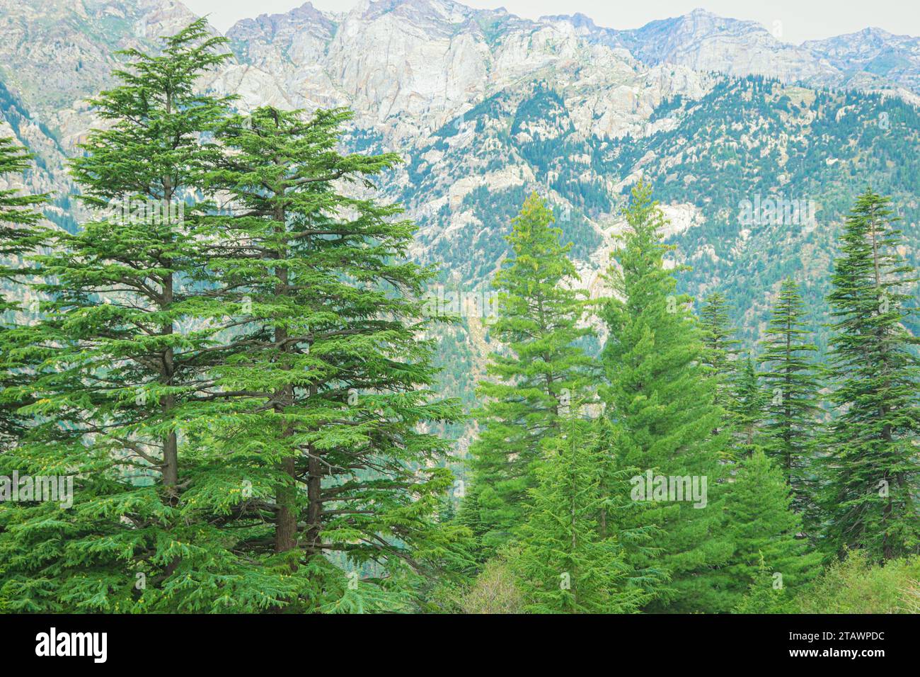 A landscape featuring a lush green forest and trees in nature