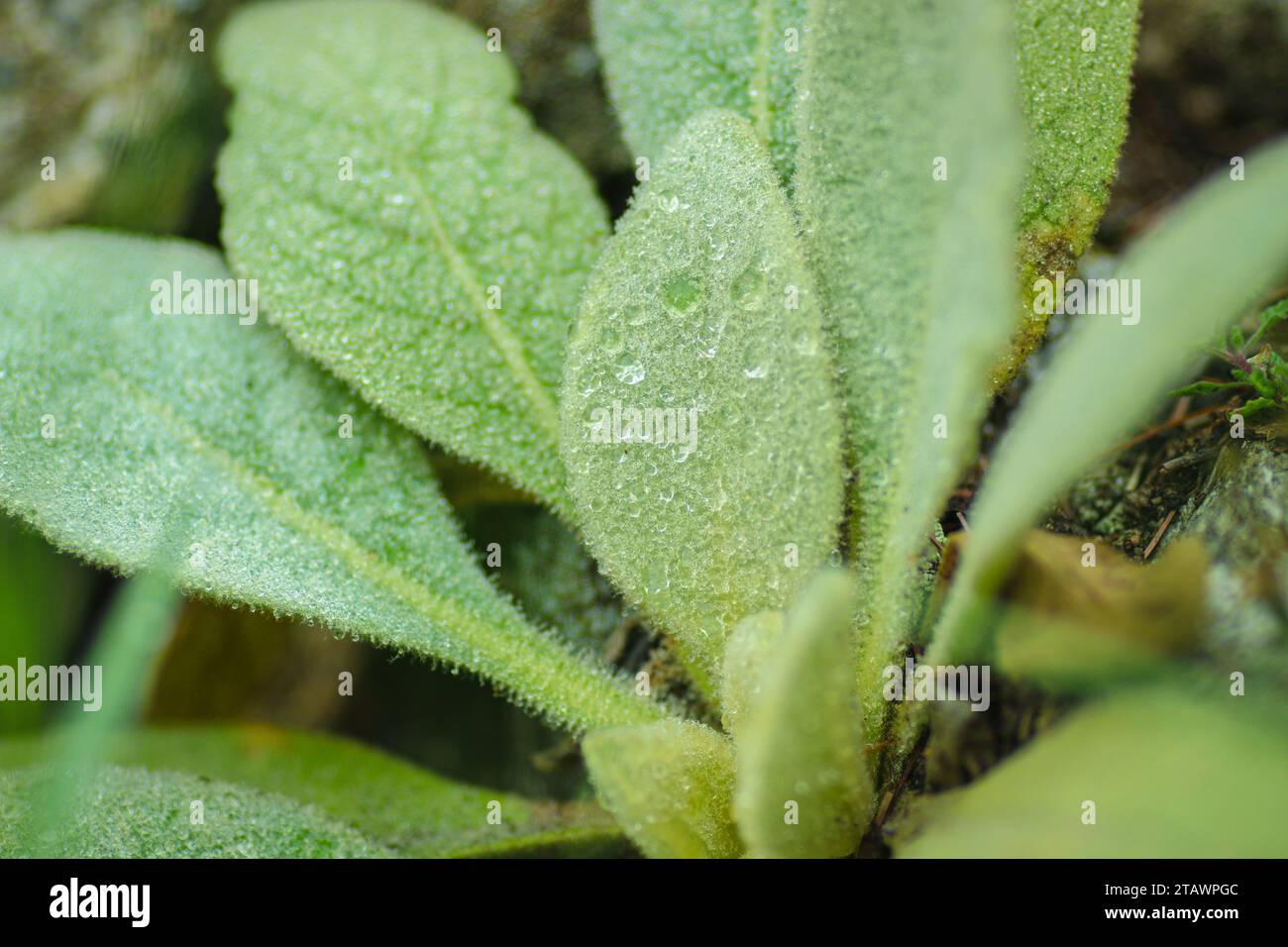 A close-up shot of green leaves with water droplets on them. Stock Photo