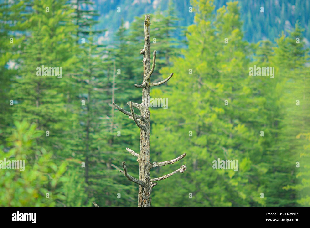 A landscape featuring a lush green forest and trees in nature