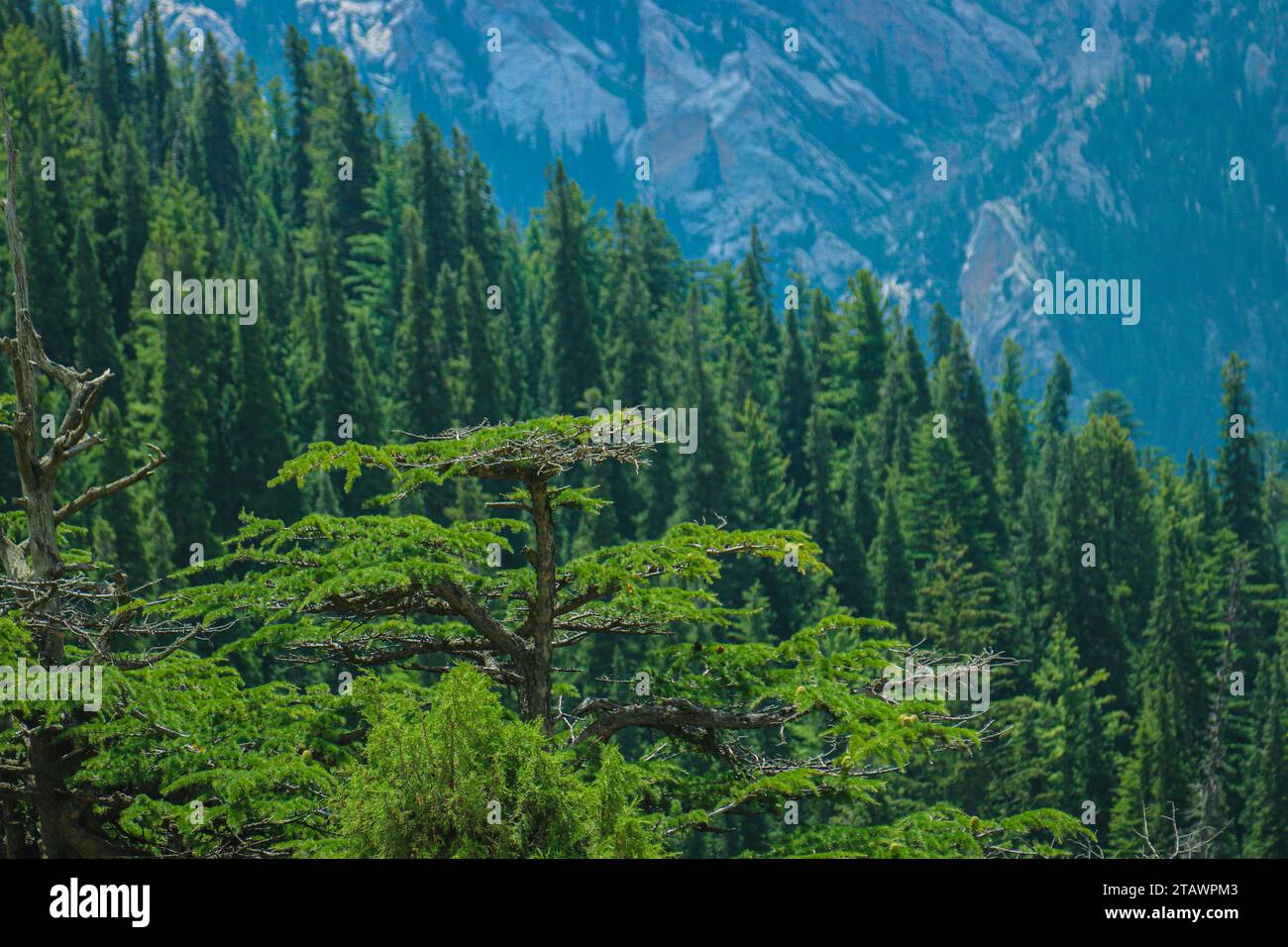 A landscape featuring a lush green forest and trees in nature