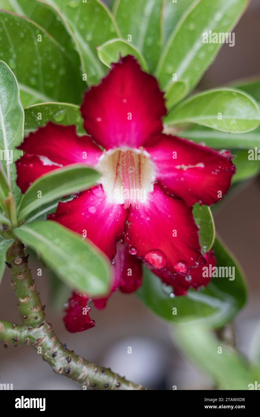Red frangipani flower. Japanese frangipani flower Stock Photo Alamy