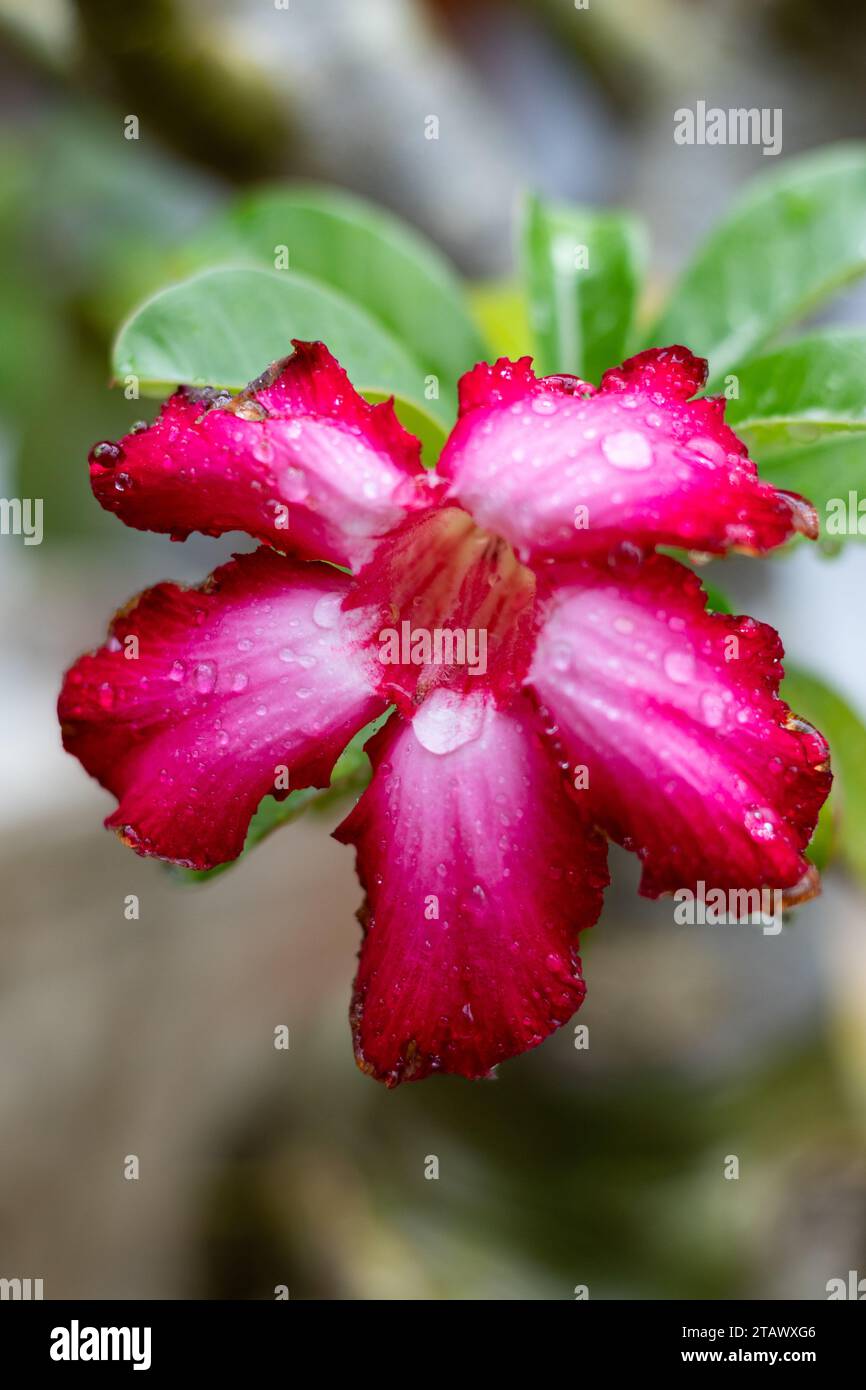 Red frangipani flower. Japanese frangipani flower Stock Photo Alamy