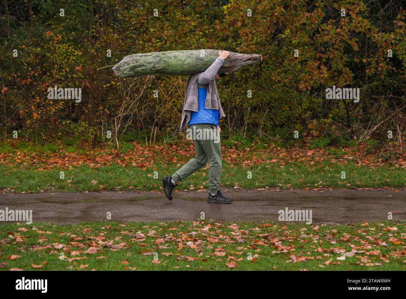 London UK. 3 December 2023. A man carries a Christmas tree he has