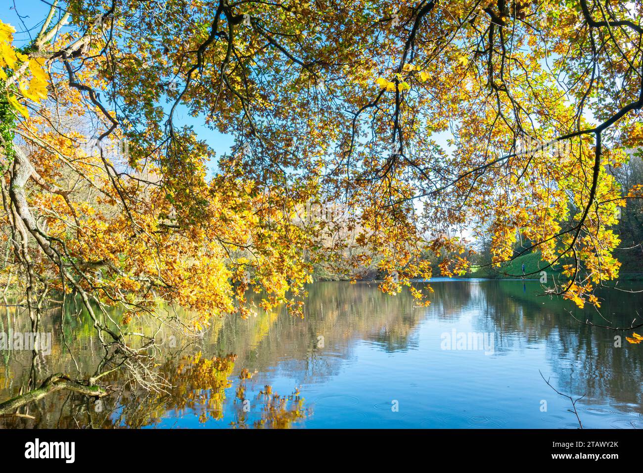 Yellow Leaves over a Blue Lake Stock Photo
