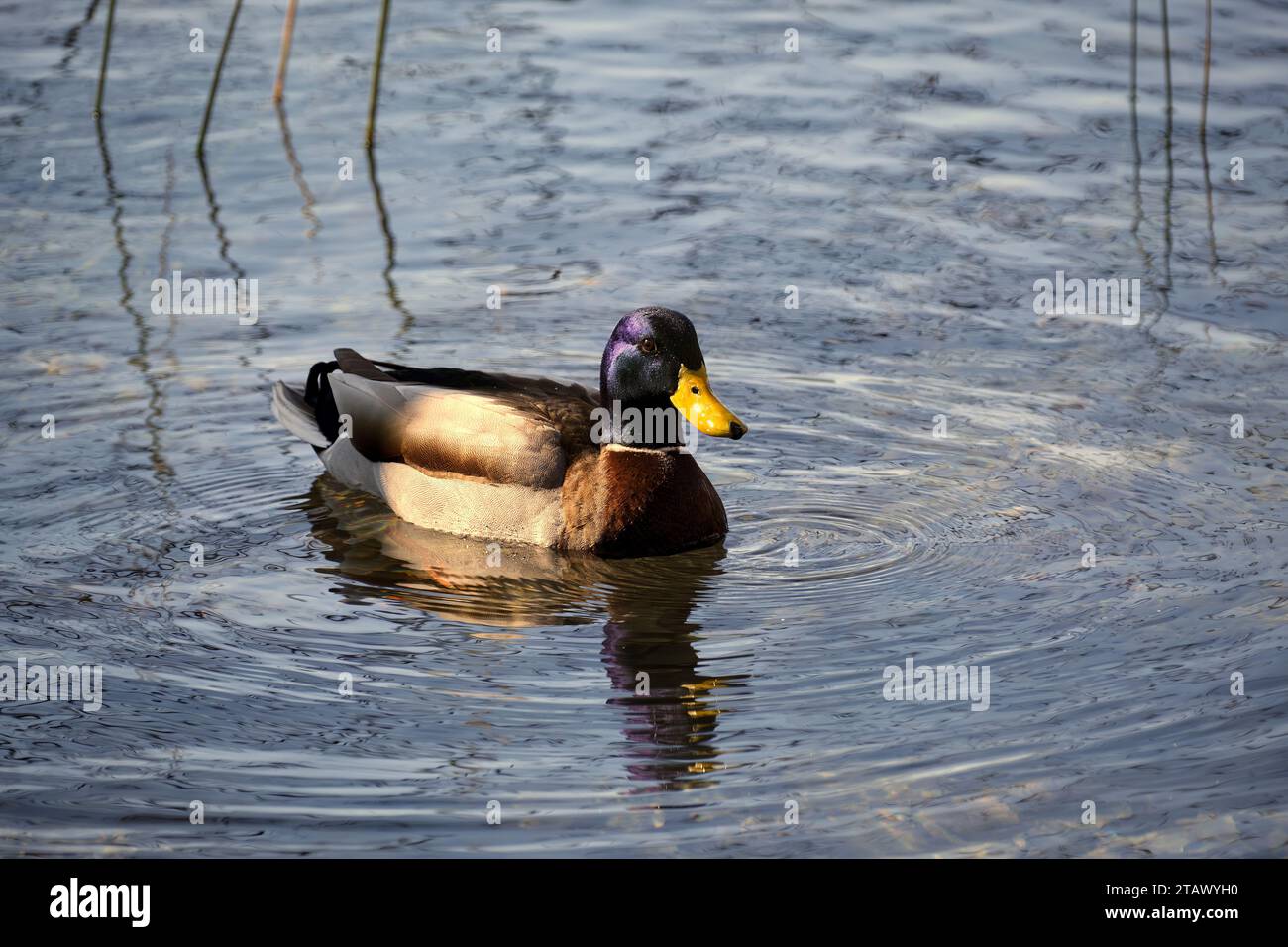 A duck swimming in the lake of Banyoles on a cold winter morning. Stock Photo